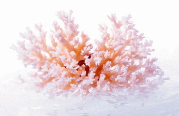 calcium de corail